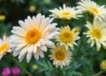 Scientists trace the origins and domestication of modern cultivated chrysanthemums