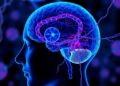 Scientists uncover nerve-cancer communication, revealing promising paths toward innovative treatments