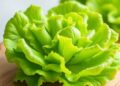 Sea Lettuce Extract Boosts Color, Antioxidants in Fondant and Meringue