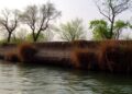 Seasonal Shifts in Shitalakshya River Microbes and Antibiotic Resistance Revealed by Metagenomics