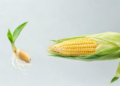 Seedling Tissue Offers New Route to Tropical Maize Genetic Improvement