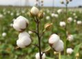 Selection mapping uncovers candidate genes for day-neutral flowering in cotton