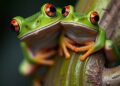 Sensory overload impairs female treefrogs’ ability to choose mates