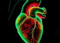 Silent DNA switches near TBX1 linked to rare heart defect, study finds