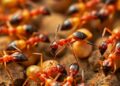 Simulations reveal one ant can set an entire colony in motion