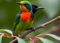 Smithsonian scientists untangle Hawaiian honeycreeper evolutionary family tree