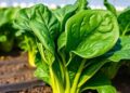 Spinach-Derived Peptide Discovery Points Toward Treatment for Citrus Greening Disease