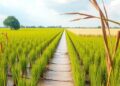 Straw and warming reshape soil carbon formation pathways in paddy fields