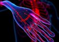 Stretchable In Vivo Biosignal Amplifiers Use Strain-Insensitive Materials and Circuitry