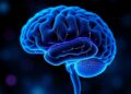 Study Compares BBB-Crossing AAV Capsids for Efficient Central Nervous System Delivery