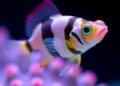 Study Explores Visual Category Learning in Zebrafish and Xenotoca Fish