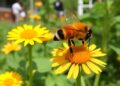 Study Finds Accessible Education Helps Urban Growers Adopt Pollinator-Friendly Practices