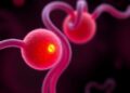 Study reveals how PRC2 guides preimplantation development and primordial germ cell fate