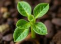 Study uncovers possible role of AINTEGUMENTA-LIKE 7 in Arabidopsis clubroot resistance