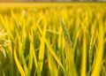 Sulfate Reduces Cadmium Risks and Boosts Selenium in Rice from Seleniferous Soils