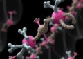 Synthetic pyrenoid reconstruction reveals EPYC1-driven carbon concentration mechanisms and evolution