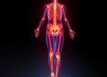 Targeting Vascular–Musculoskeletal Links May Treat Sarcopenia and Osteoporosis