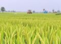 Temperature drives quality loss and fungal shifts in stored paddy rice