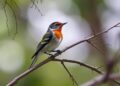 Temperature shapes how birds respond to changing forest cover