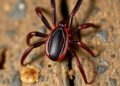 Ticks Found on Greater Grisons in Veracruz, Mexico