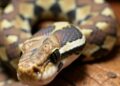 Ticks and Blood Parasites Strike Captive African Rock Python in Nigeria