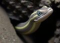 TikTok Video Helps Scientists Discover Rare Underground Eel in India
