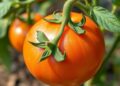 Tomato genetic switch points toward drought-resilient crops
