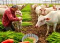 Trading food, not animal feed, could shrink U.S.-China agriculture’s environmental footprint