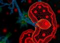 Transcription factors steer distinct pancreatic cancer cell states and drug dependencies