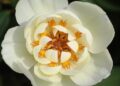 Tree peony transcription factor PrIDD7 suppresses seed oil accumulation