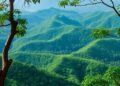 Tropical Mountain Forest Canopies and Understories Reveal Contrasting Biodiversity Patterns Along Elevation