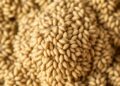 Two-step process turns hempseed oil pomace into enzymes and hydrochar