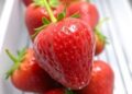UBC seaweed coating keeps strawberries fresher than refrigeration
