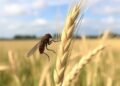 UMD Researchers Clone and Characterize Powerful Hessian Fly Resistance Gene in Wheat