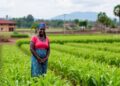 Uganda’s digital farmer networks boost bargaining power, but gender gaps persist