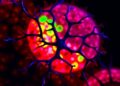Uneven mitochondrial calcium regulator distribution shapes compartment-specific function and neuronal development