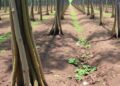 Varying Structural Diversity Enhances Soil Ecosystem Functions in Poplar Plantations