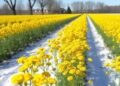 Winter canola could boost Illinois farm profits and sustainability