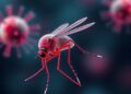 Zika Vaccine With E Protein Fusion-Loop Mutations Protects Through CD8+ T Cells