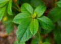 β-Sitosterol from Ipomoea carnea Jacq. As a promising anti-inflammatory agent: Evidence from in silico modeling and in vitro validation