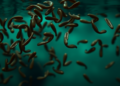 Hidden Infections and Scarred Livers: Urban Schistosomiasis Runs Deeper Than Brazil’s Official Numbers Suggest