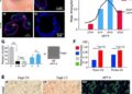 17(S)-HDHA counters UVB-induced skin aging via EGFR/MAPK pathway regulation