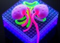 3D-printed chip vascularizes kidney organoids derived from human stem cells