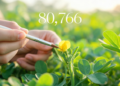 80,766 Hand Pollinations Reveal What Really Controls Groundnut Hybrid Success