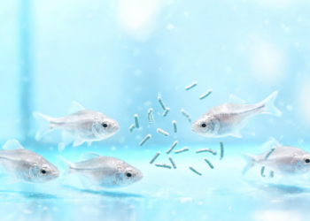 A Bacillus Probiotic Failed to Rescue Baby White Seabass From a Risky Microbial Window