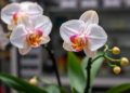 A Dash of Silicon Supercharges Vanilla Orchids Grown in the Lab