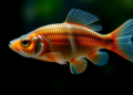 A Hidden Y Chromosome Emerges: New Genetic Markers Crack the Sex Code of a Fast-Growing Chinese Fish