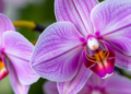A Single Metabolic Switch May Decide Whether Orchid Petals Turn Deep Purple or Pale Lavender