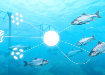 A total infectome framework for resolving complex disease etiology in aquaculture