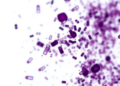 AI Fecal Test Matches Expert Microscopy for Detecting Giardia in Diarrheic Dogs